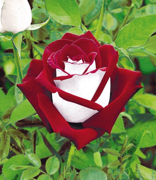 The Osiria Rose has a exquisite colour combination. The petals...