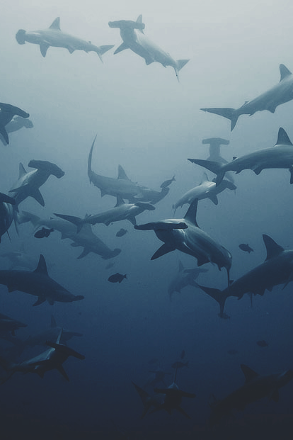 cutie-sharks - tryintoxpress - Swarming - Photographer ¦...