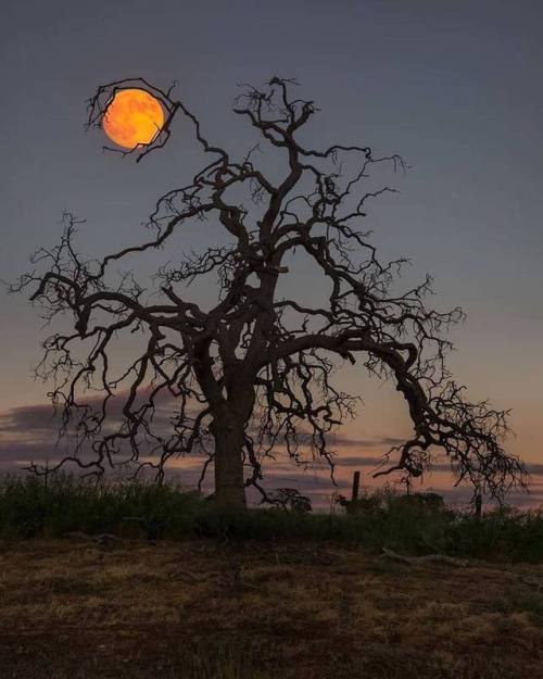 coisasdetere - Moon Tree, Knights Ferry, California. photo - Eric...