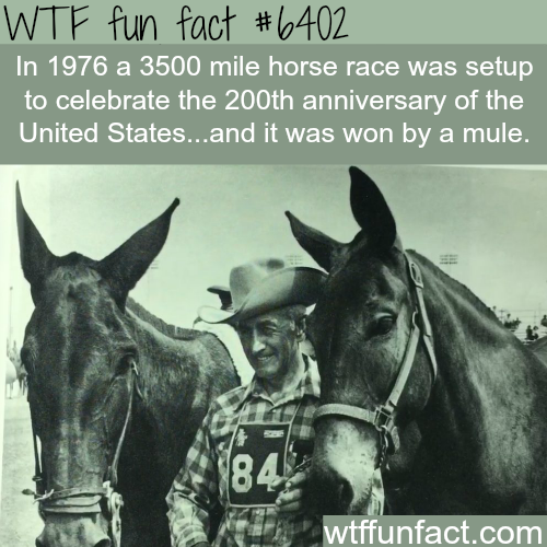 wtf-fun-factss - A 3500 mile horse race was won by a mule - WTF...