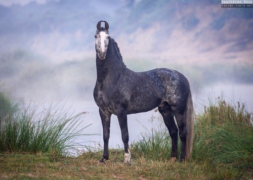 scarlettjane22 - Marwari Horse Breed