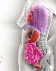 educational-gifs - How pregnancy shifts and moves the mother’s...