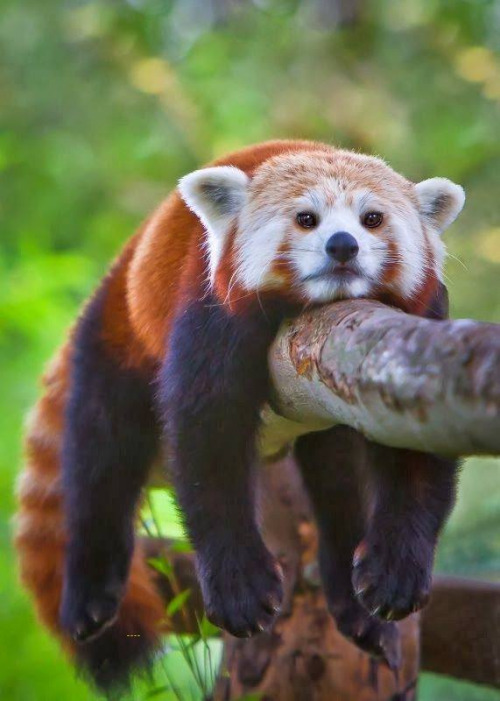 animalsbuzz:Cute red panda hanging around