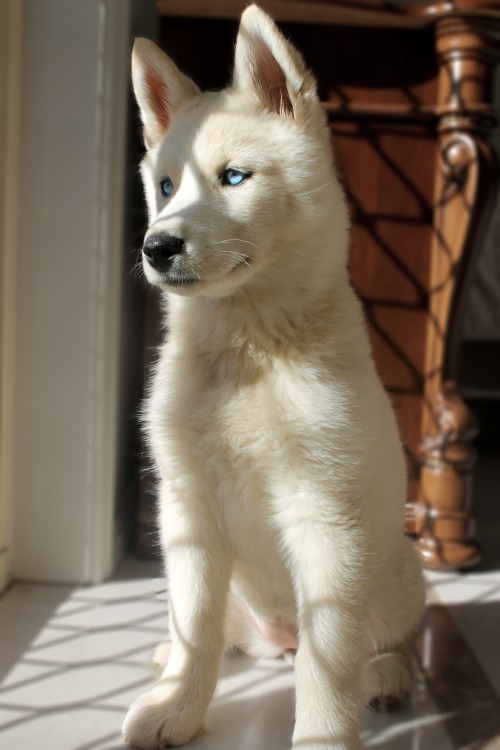 white husky on Tumblr