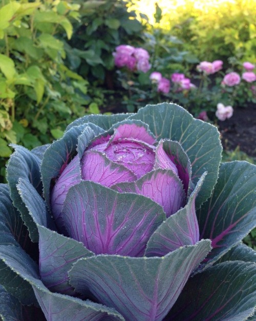 andantegrazioso - Ornamental cabbage | akirara1224 &...