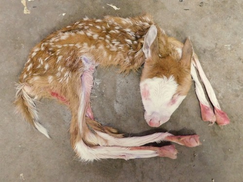 flayote:a newborn piebald fawn i’ll be tanning for a client....
