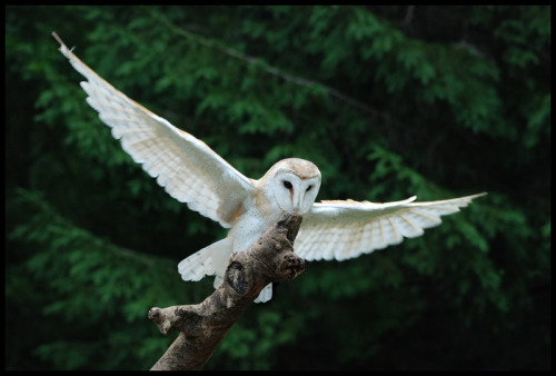 feather-haired - Barn Owl by Novastar2486 ❁