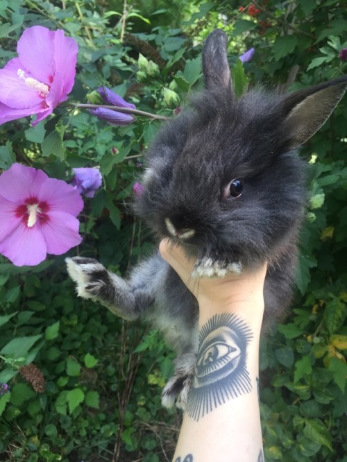 poeticsuggestions - goth bun in the flowers