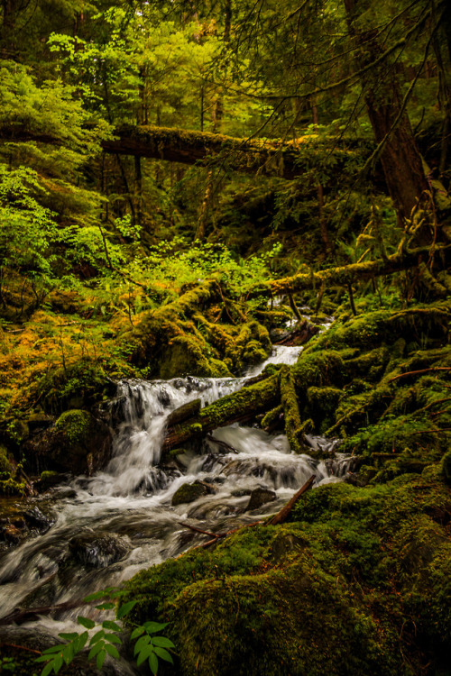 nature-hiking - Waterfall of fallen trees 3/? - Olympic National...