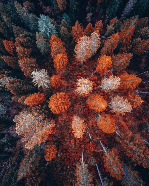 h-widit - MOST OF THESE PICS ARE FROM @tentree I LOVE ALL THE...