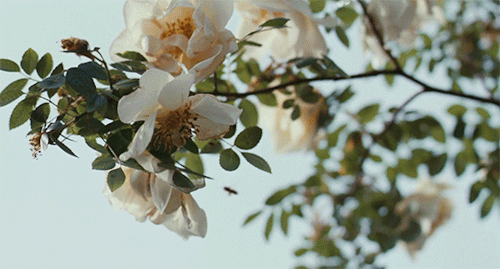 roseydoux - Bright Star (2009)