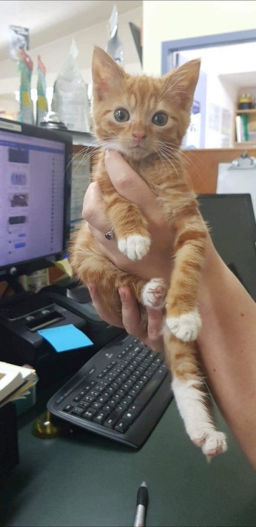 awwcutepets:Widdle is now a 16 week old anomaly who is about...