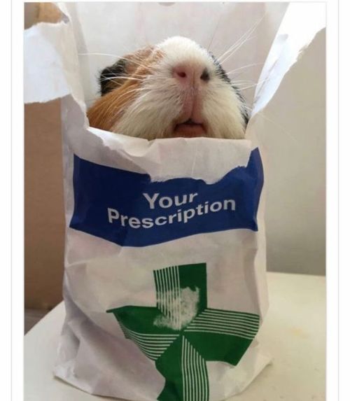 impossibledestiny11 - Just Pinned to Guinea pigs <3 - That’s...