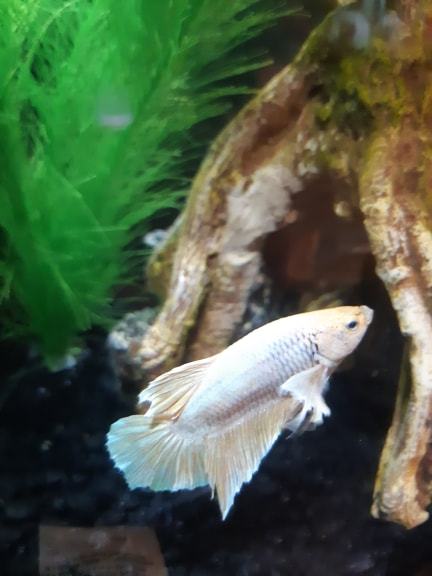 legendaryfishies - The sass this lady gives me is unbelievable 