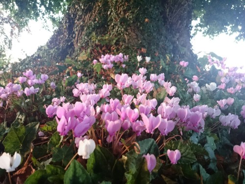 horticblog - Cyclamen hederifolium at Esseborne Manor hotel,...