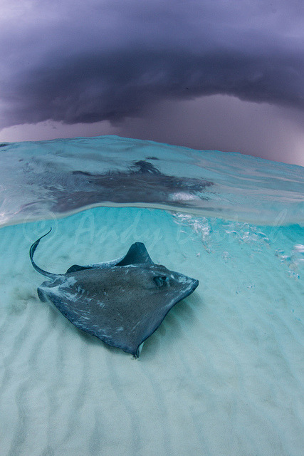 100leaguesunderthesea - Stormy Skies over Stingray City by...