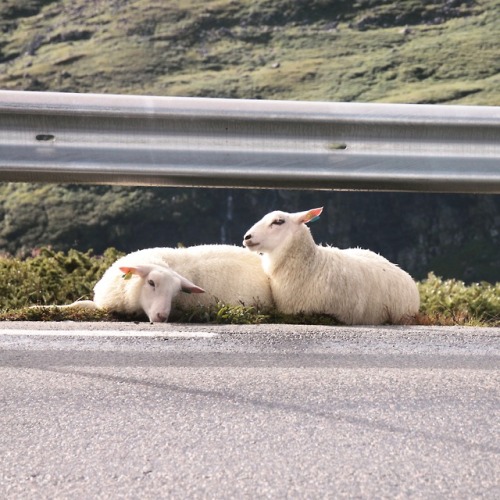 wchmurachh - norwegian sheep, 2016