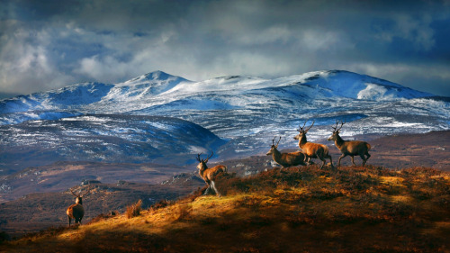 woodburning - Red deer stags in front of Beinn a’ Bha'ach Ard in...