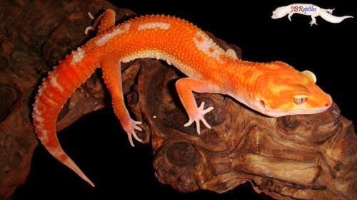 lovingexotics - Leopard Gecko - High Red glow Eublepharis...