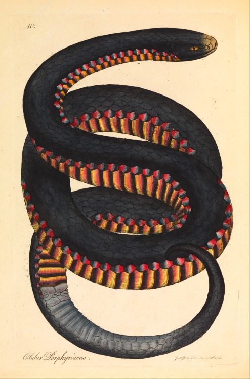 magictransistor - James Sowerby, Crimson-sided snake (Coluber...