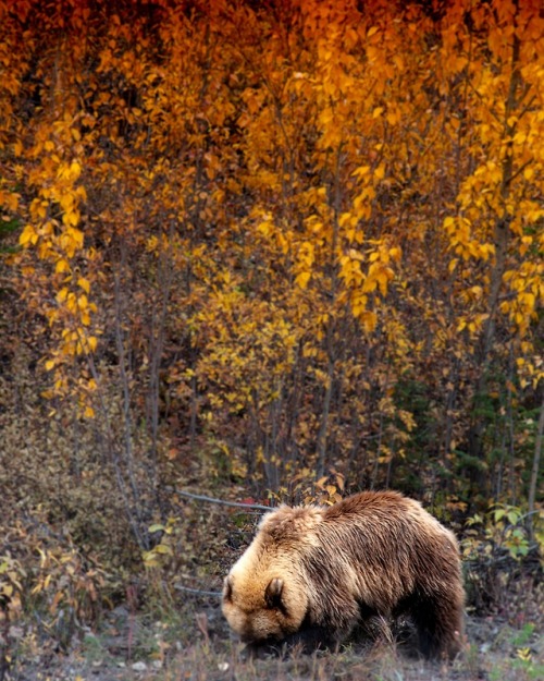 thebeautifuloutdoors - Grizzly Bear finding some last minute...