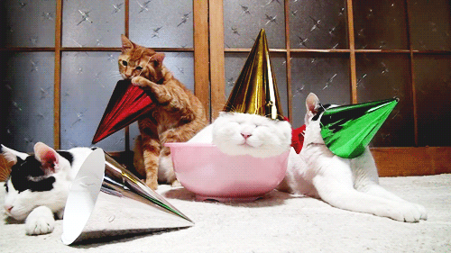 Thank you for all the amazing party cats/ cats in birthday hats. It's made my night!