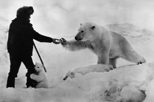 sovietpostcards - Making friends with polar bears. Chukotka,...