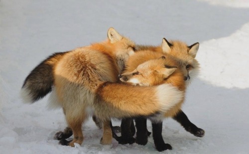 everythingfox:These foxes got tangled into each other