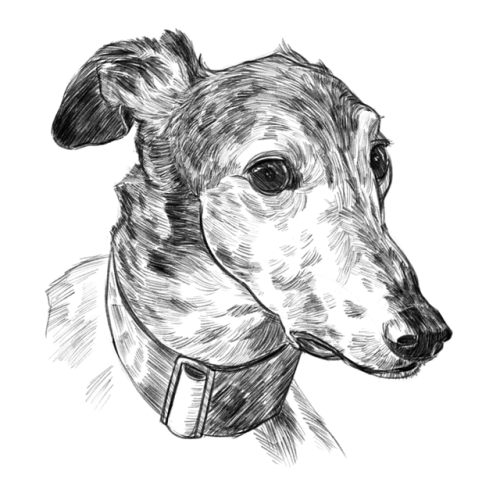 greyhound sketch Tumblr