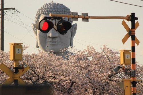 higamma - brucesterling - *Buddha and the Japanese cherry...