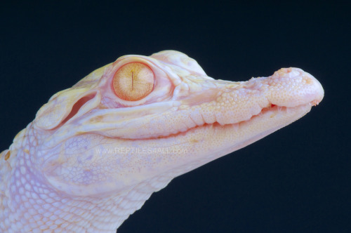 earthlynation:Albino Alligator. Source