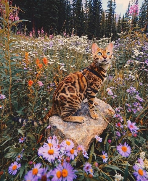 animals-lovers:Instagram: animals_lovers_ig