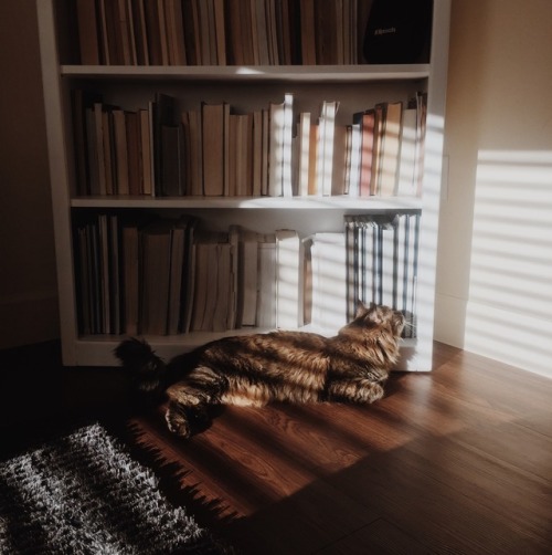 cankathleen - studious cat has read all the books
