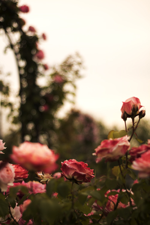 whereeveryouareyouwillliketoknow - Rose garden By Cecilia...