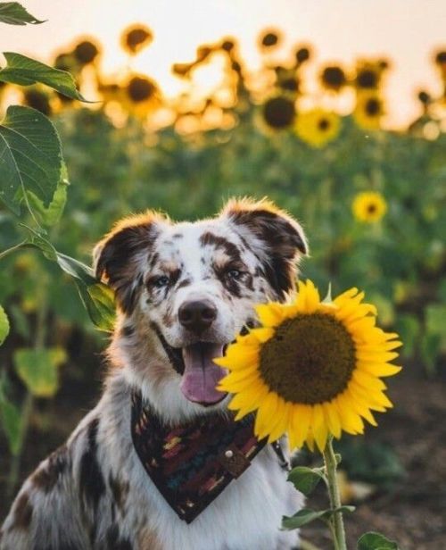younghuarache:aww-so-pretty:Dogs and sunflowers @jirasoles...