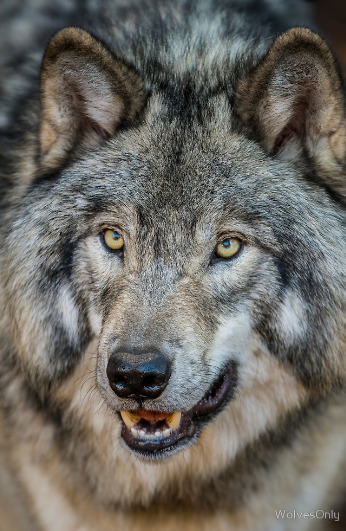 wolfsheart-blog:
â€œTimber Wolf by WolvesOnly â€