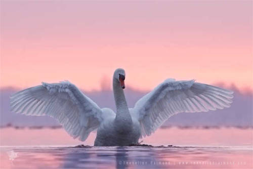 andantegrazioso - Pink Swan | Roeselien Raimond