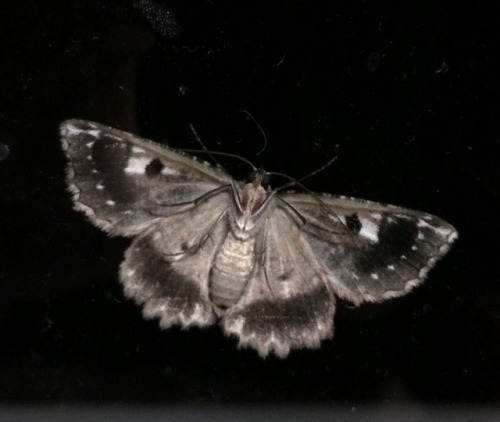 herbcorpse - look at this beauty that landed on my kitchen window!