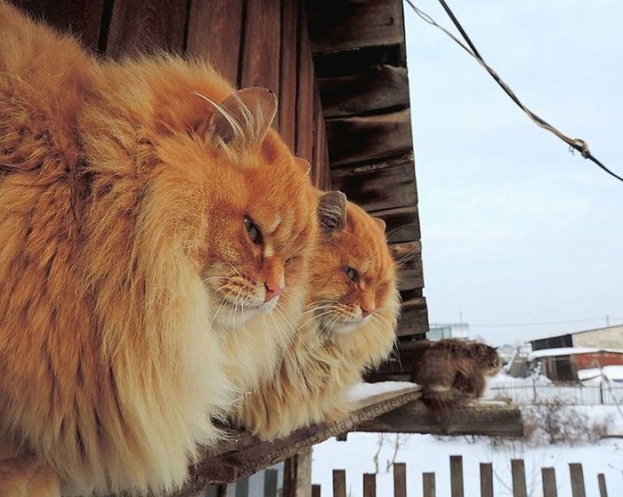 Картинки по запросу siberian on snow cat