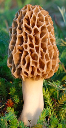 Morels, the type of mushroom that Morelull's English name comes from, are best known for their unusual spongy form; her names in other languages are more generic references to mushrooms and fungi, explaining why she doesn't have the distinctive texture.