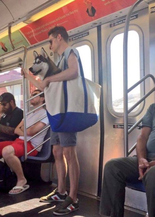 babyanimalgifs - the New York City Subway banned dogs unless...