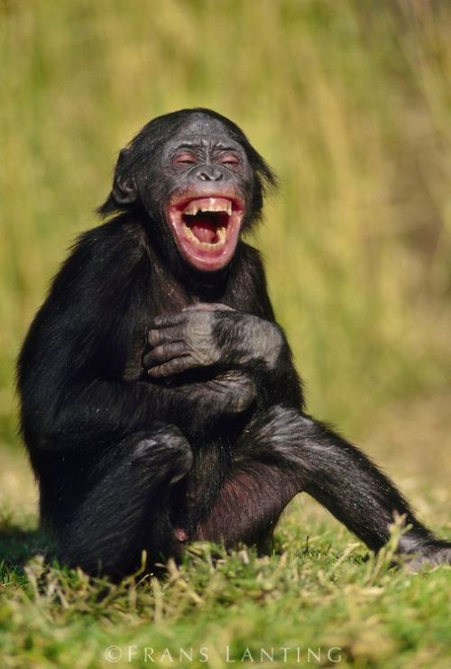 alphafemaleape - Juvenile bonobo laughing… wish I was in on the...
