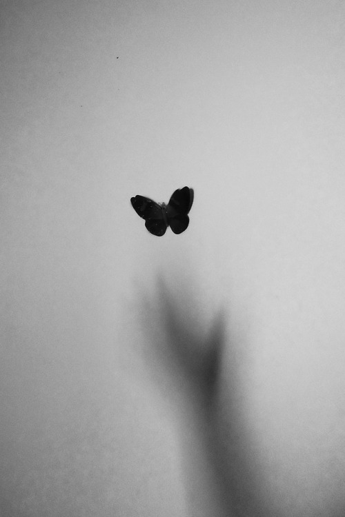 semioticapocalypse - Md. Akib Hasan. Butterfly. 2016[ - - SemAp...