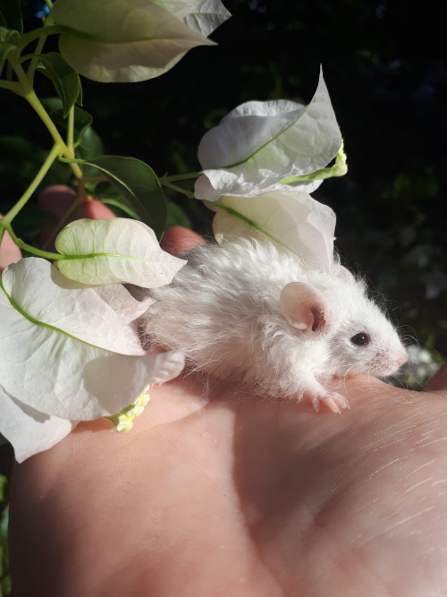 too-many-mice:A fluffly little man