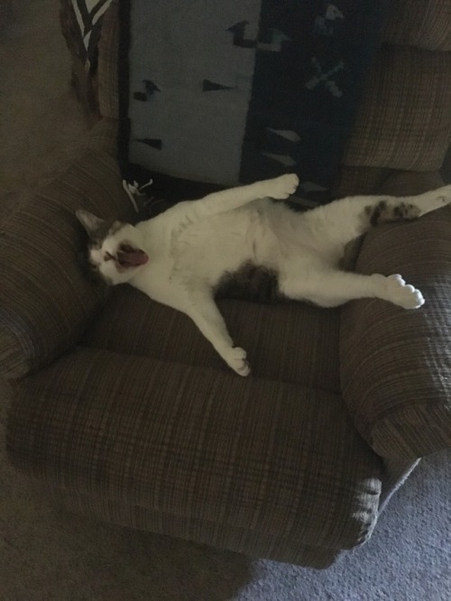 catsuggest:yetti suggest lay on back and scream, maybe throw...