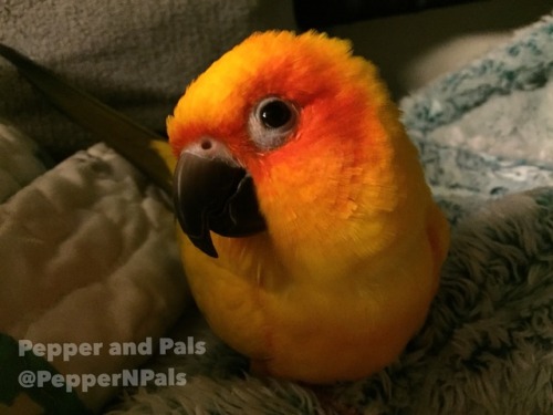 pepperandpals - ‪Mango smiles ‬