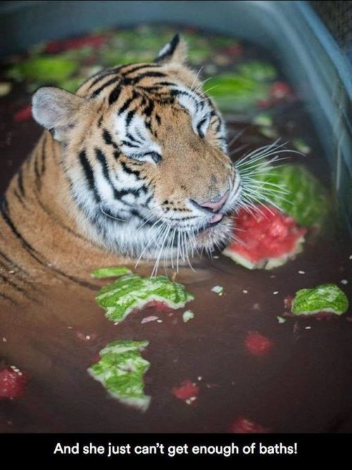 chocolatequeennk:deapseelugia:catchymemes:Sick Tiger Cub...