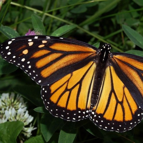 mothsfuzz - mariposa monarca