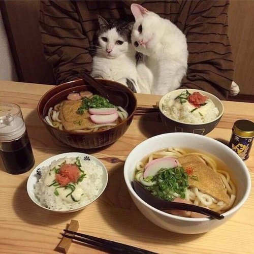 justcatposts:2 cats, 4 dates