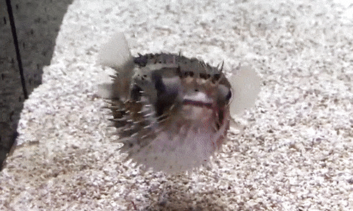 bunjywunjy - seatrench - A Pufferfish inflating itself by...